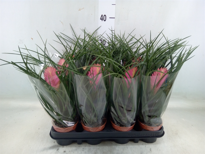 <h4>Tillandsia cyanea 'Anita'</h4>