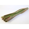 Phormium Red X100