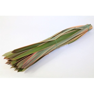 Phormium Red X100