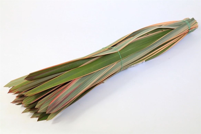 <h4>Phormium Red X100</h4>