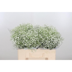 Gyps Pa Zi Discovery