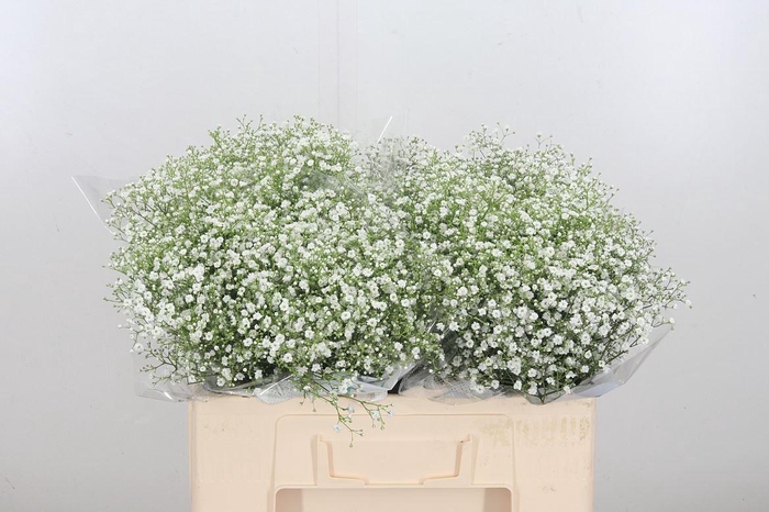 <h4>Gyps Pa Zi Discovery</h4>