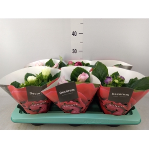 Sinningia  'Sonata'   ...mix
