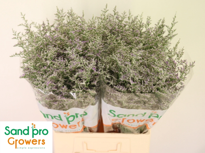 <h4>LIM MISTY BLUE</h4>