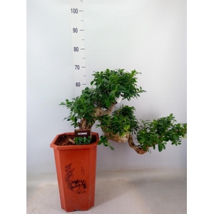 Ficus microcarpa 'Ginseng'