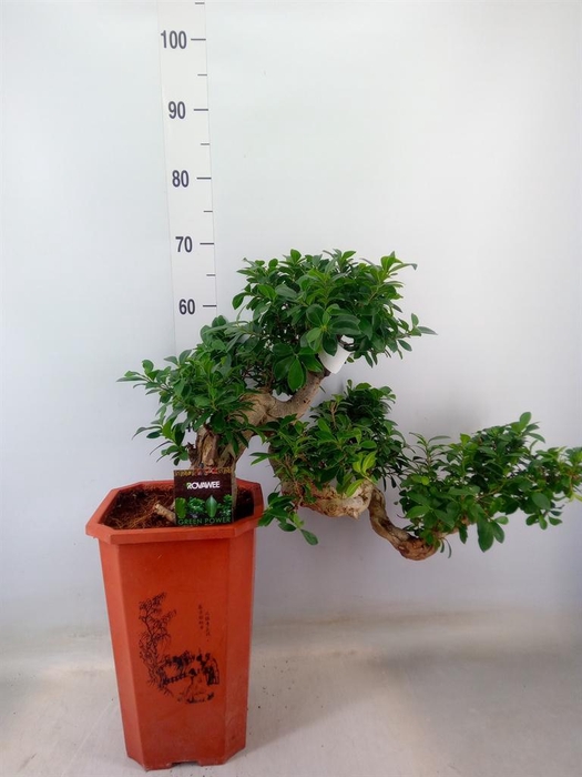 <h4>Ficus microcarpa 'Ginseng'</h4>