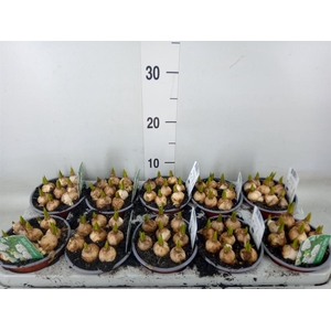 Muscari  'Magic White'