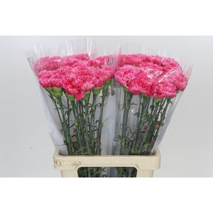 Dianthus St Bizet
