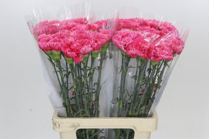 Dianthus St Bizet
