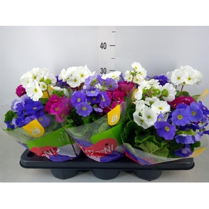 Primula obcon. 'Touch Me Sensation'