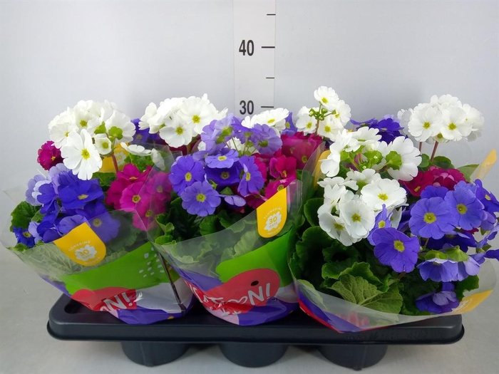 <h4>Primula obcon. 'Touch Me Sensation'</h4>