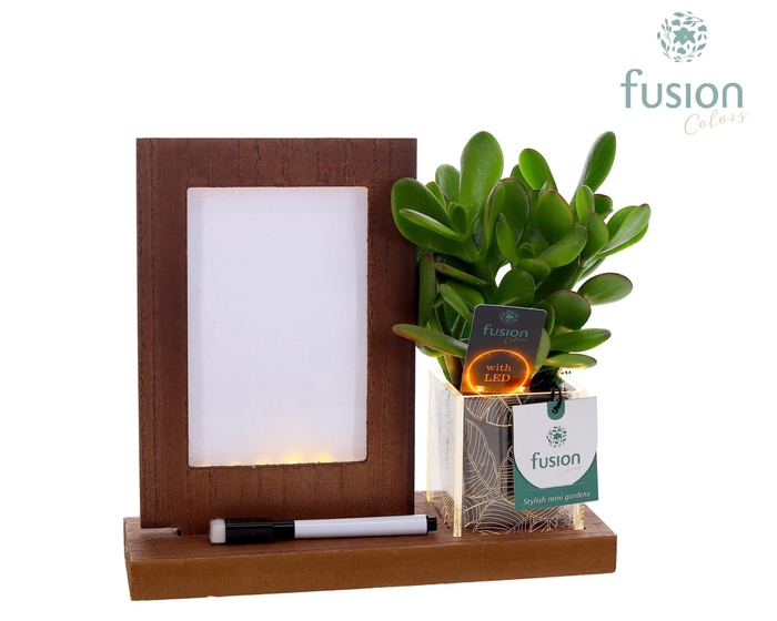 <h4>Acryl LED Glow Art Frame met Succulent</h4>