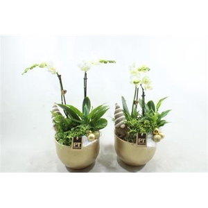 5615 Goud Ker. 2-tak