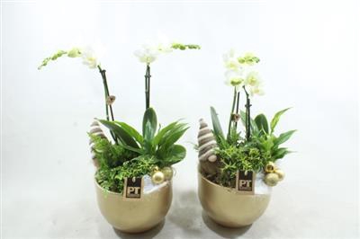 <h4>5615 Goud Ker. 2-tak</h4>