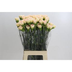 Dianthus St Hoh Xil