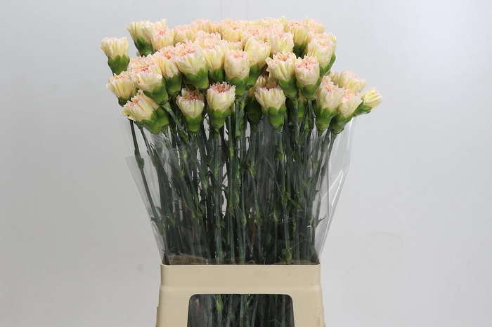 <h4>Dianthus St Hoh Xil</h4>
