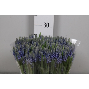 Muscari Blauw P St