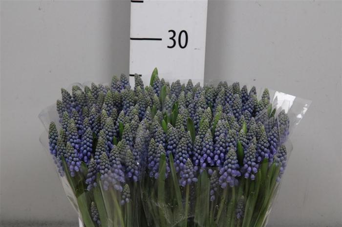 <h4>Muscari Blauw P St</h4>