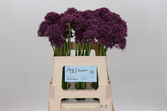 <h4>Allium Firmament</h4>