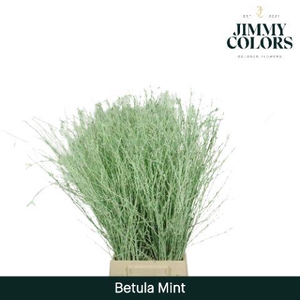 Betula L70 Mint