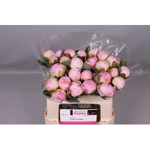 Paeonia Nancy Nora