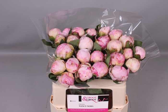 <h4>Paeonia Nancy Nora</h4>