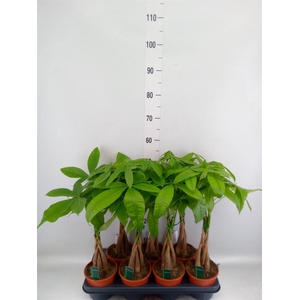 Pachira aquatica