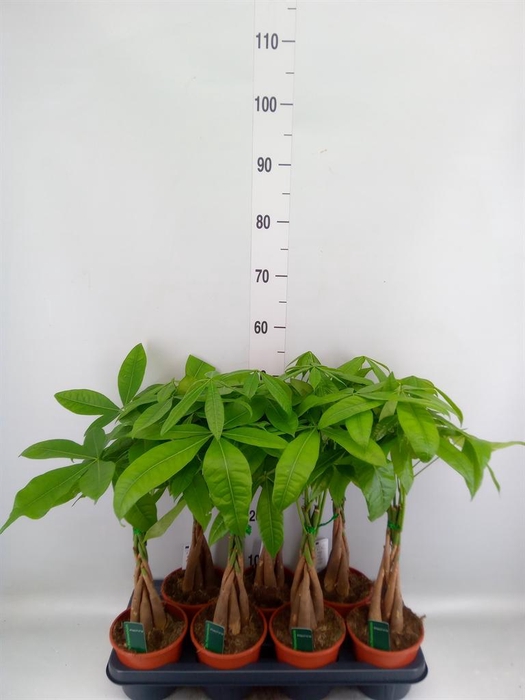<h4>Pachira aquatica</h4>