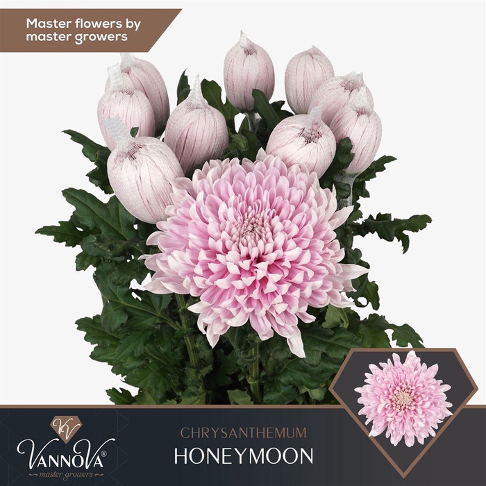 <h4>Chr G Honeymoon</h4>