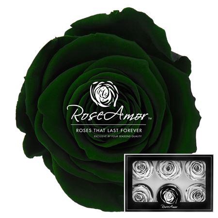 <h4>Lplus Gre02</h4>