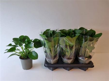 <h4>Pilea Peperomioides</h4>