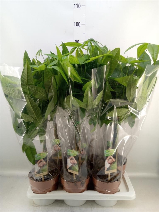 <h4>Pachira aquatica</h4>