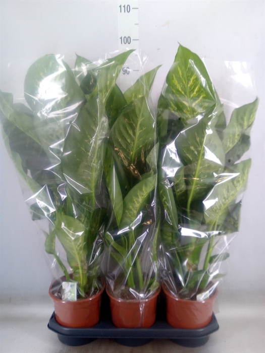 <h4>Dieffenbachia seg. 'Tropic Snow'</h4>