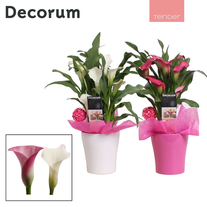<h4>Zant Roze - Wit  4+ Keramiek Amy</h4>