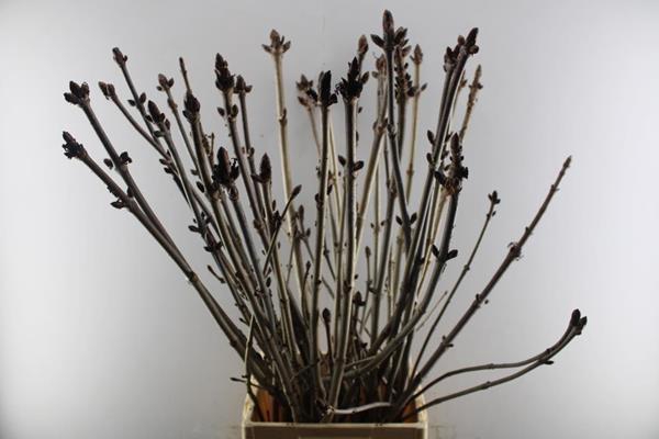 <h4>Aesculus Hippoc</h4>