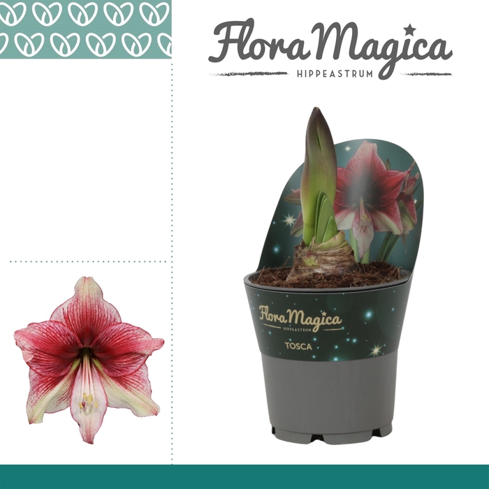 <h4>Amaryllis Tosca in Potkraag</h4>