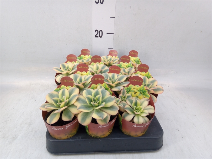 <h4>Cactus   ...</h4>