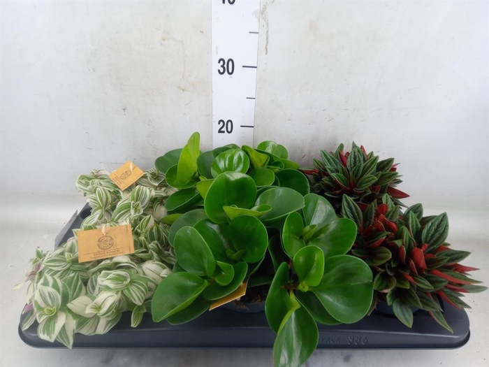 <h4>Planten  ..mix</h4>