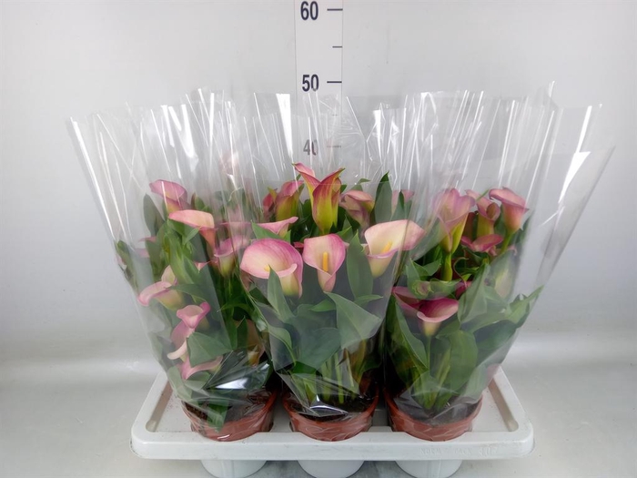 <h4>Zantedeschia   ...</h4>