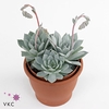 ECHEVERIA SUBSESSILIS - POT Ø 6,5 WITH POTCOVER (SUCCULENTEN)