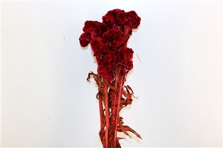 <h4>Pres Celosia Cerise Bunch</h4>