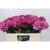 Dahlia Annamarie