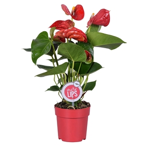 MoreLIPS® Anthurium Sierra