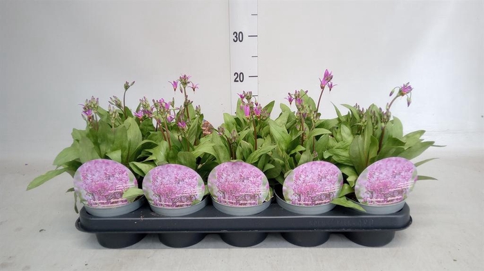 <h4>Dodecatheon meadia</h4>