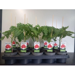 TOMATENPLANTEN