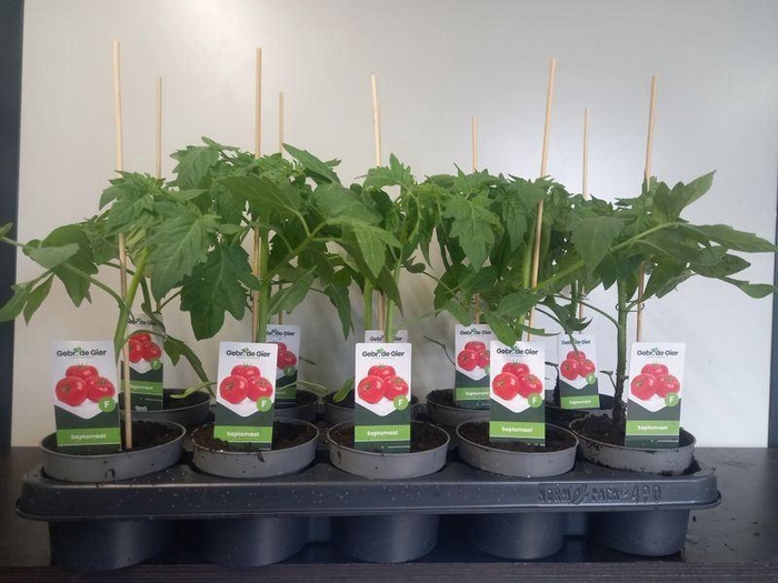 <h4>TOMATENPLANTEN</h4>