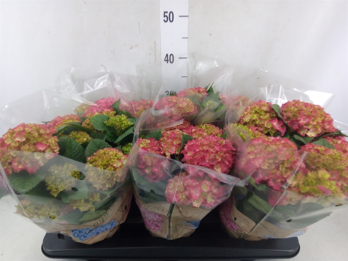 <h4>Hydrangea mac. 'DutchLadies Selma'</h4>