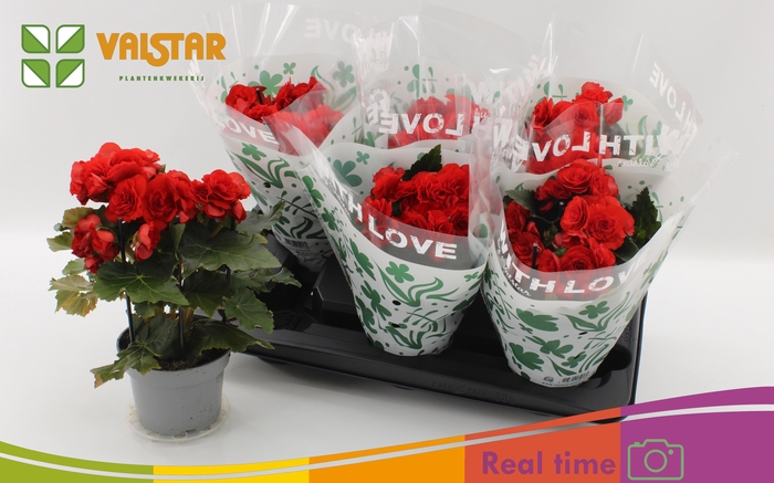 <h4>BEG DU BALADIN</h4>