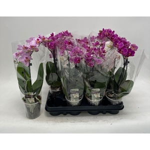 PHAL GEM