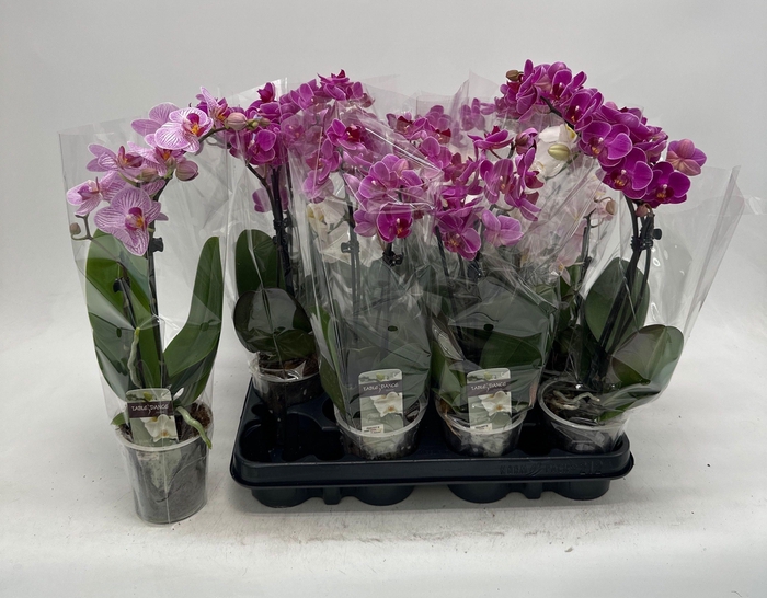 <h4>PHAL GEM</h4>
